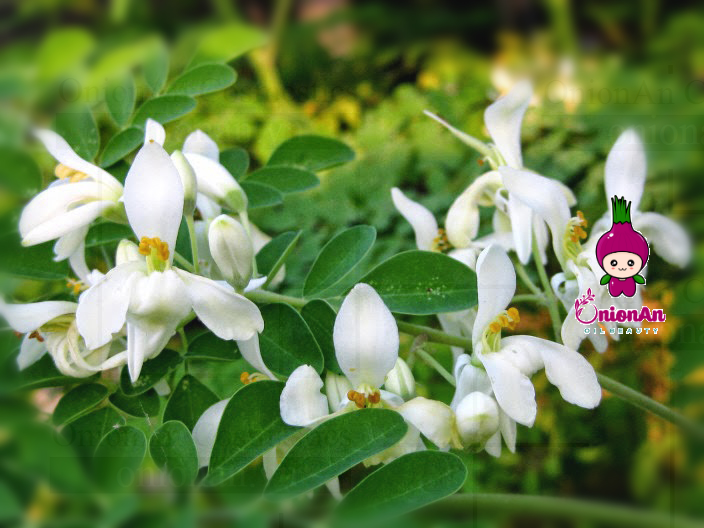 tinh chất hoa moringa